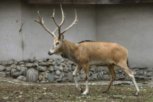 Deer david - мъртъв, но възстановен изглед Deer david - мъртъв, но възстановен изглед